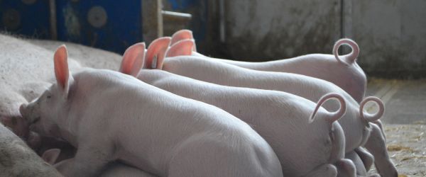 Vier Ferkel trinken an Zitzen Vier Ferkel trinken an Zitzen