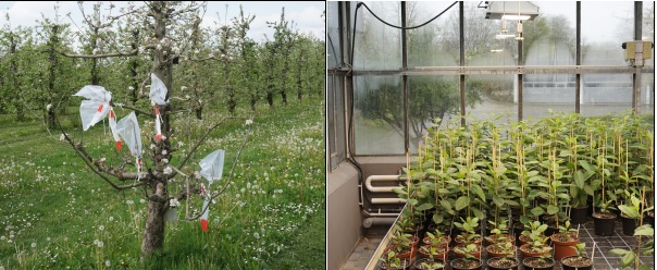 Links: Apfelbaumkreuzung auf Versuchsfläche, Rechts: Keimstudie im Gewächshaus