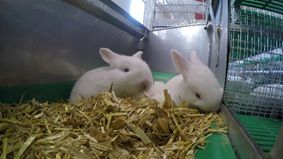 Junge Kaninchen in der Nestbox. Junge Kaninchen in der Nestbox.
