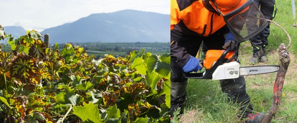 Links: Weinblätter mit Esca-Blattsymptomen. Rechts: Rebchirurgie im Rahmen der Esca-Sanierung Links: Weinblätter mit Esca-Blattsymptomen. Rechts: Rebchirurgie im Rahmen der Esca-Sanierung