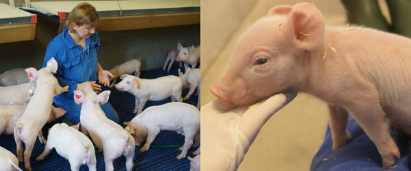 Linkes Bild: Eine Beraterin setzt sich zu den Ferkeln um die Signale der Tiere besser zu erkennen. Rechtes Bild. Ein wenige Tage altes Ferkel wird genauer begutachtet. Linkes Bild: Eine Beraterin setzt sich zu den Ferkeln um die Signale der Tiere besser zu erkennen. Rechtes Bild. Ein wenige Tage altes Ferkel wird genauer begutachtet.