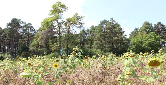 Blühfläche im Waldschatten - Bildquelle: LEL/Martina Stock Blühfläche im Waldschatten - Bildquelle: LEL/Martina Stock