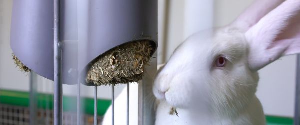 Weißes Kaninchen isst am Futterspender