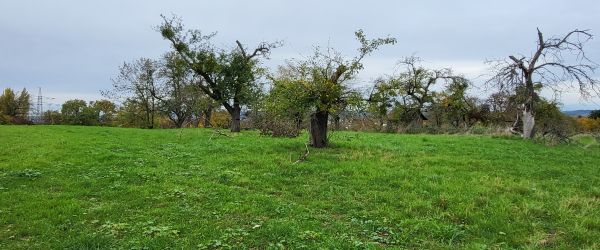 Obstbäume mit vielen Misteln