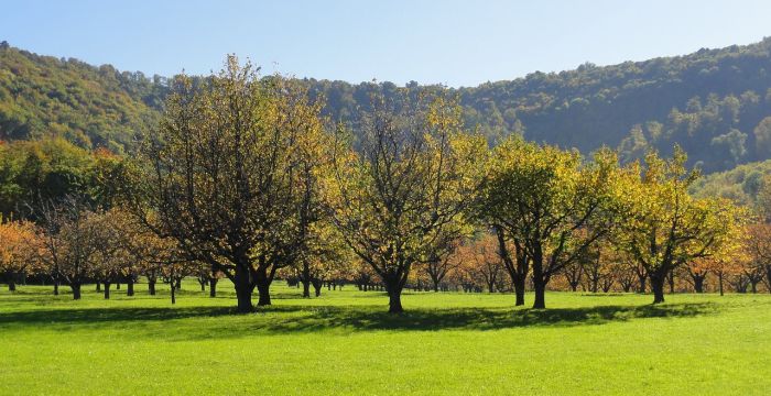 Baumwiese und im Hintergrund Wald