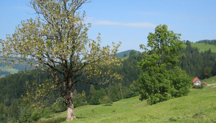 Das Bild zeigt einzeln stehende Weidebäume.