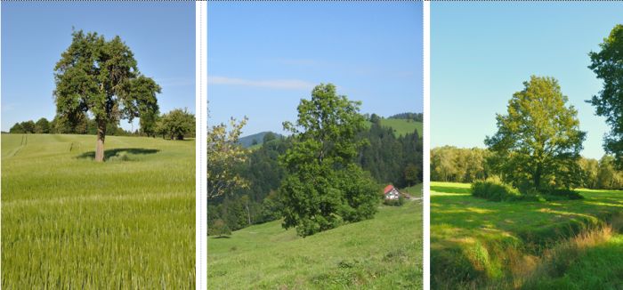 3 Bilder in einer Collage nebeneinander. Auf jedem Bild ist jeweils ein Einzelbaum afu einer Wiese oder auf Ackerland.