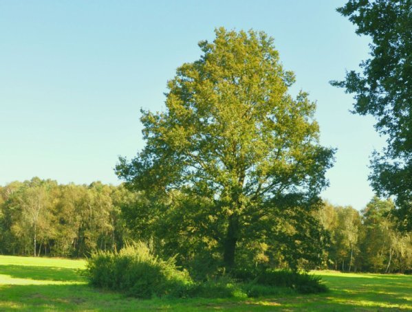 Das Bild zeigt eine einzeln stehende Eiche auf einer Wiese.