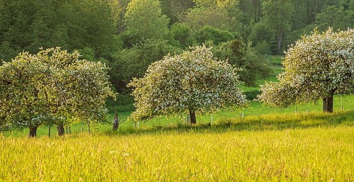 Drei Bäume auf einer blühenden Wiese