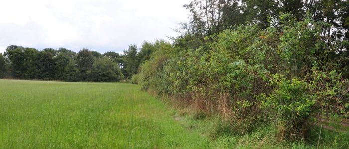 Das Bild zeigt eine Feldhecke am Rand einer Wiese