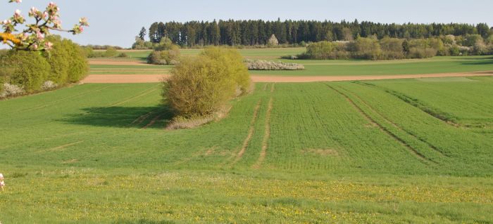 Das Bild zeigt Feldhecken am Rand von Ackerland