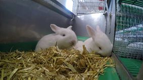 Junge Kaninchen in der Nestbox.