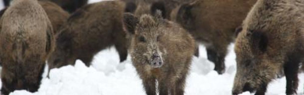 Wildforschung; Bild Elliger LAZBW Aulendorf Schwarzwild Schweine; Bild Elliger LAZBW Aulendorf