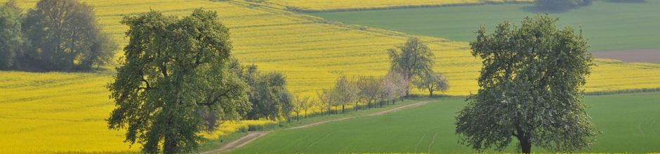Rapsfeld in Blüte bei Bauschlott; Bild Cornelia Kästle