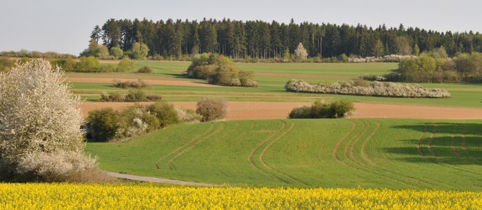 Das Bild zeigt verschiedene Größen und Formen von Feldhecken in der Kulturlandschaft