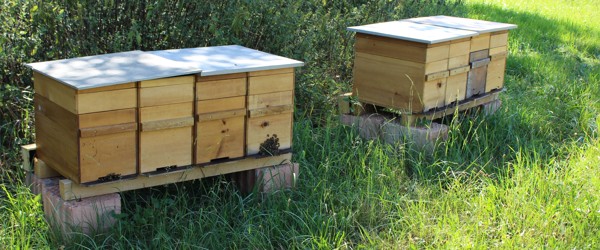Mit dem Projekt soll erreicht werden, dass weniger Bienenvölker mit der Varroamilbe befallen werden. 
