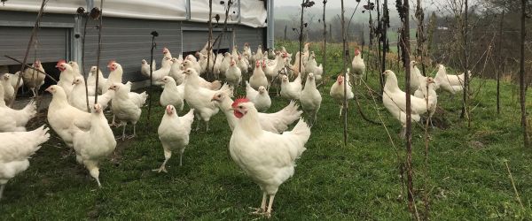 Weiße Hühner auf einer Wiese