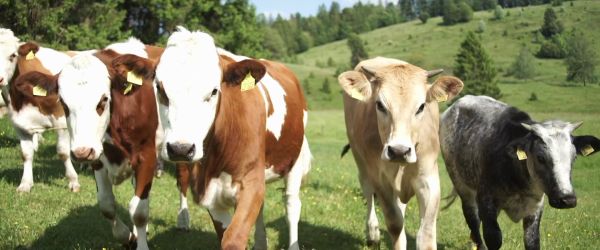 Fünf junge Rinder auf einer Wiese