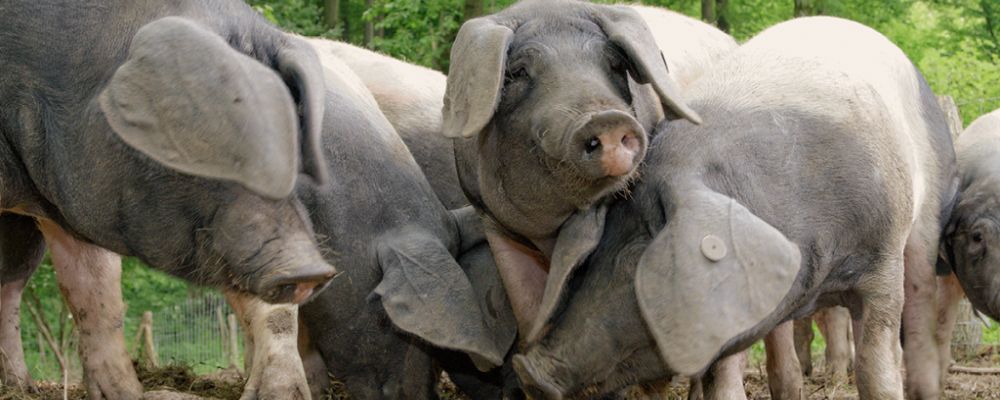 Drei Mastschweine im eingestreuten Liegebereich draußen