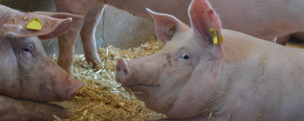 Drei Mastschweine im eingestreuten Liegebereich 