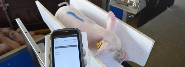 Ein Saugferkel wird auf einer digitalen Waage gewogen. Ein Saugferkel wird auf einer digitalen Waage gewogen.