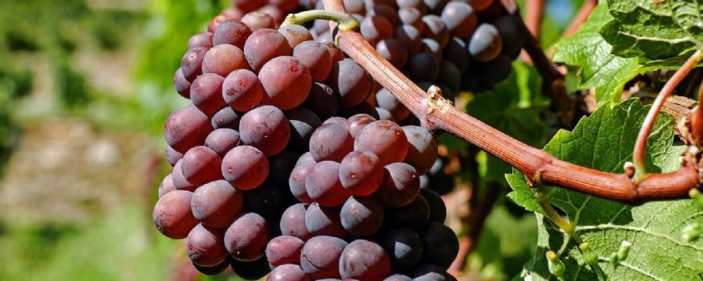 Weintrauben am Rebstock