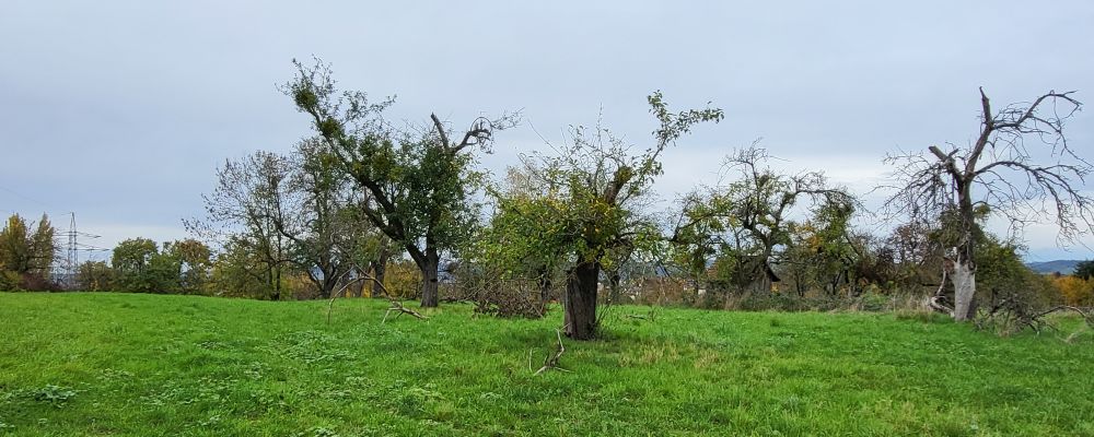Obstbäume mit vielen Misteln