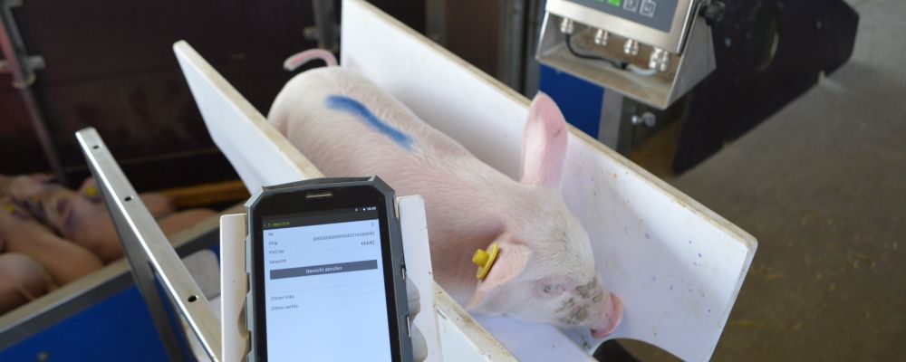Ein Saugferkel wird auf einer digitalen Waage gewogen. 