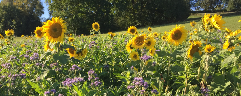 Ackerfläche mit einer Blühmischung Ackerfläche, die mit einer Blühmischung angesät wurde. Es sind Sonnenblumen und Phacelia zu sehen.