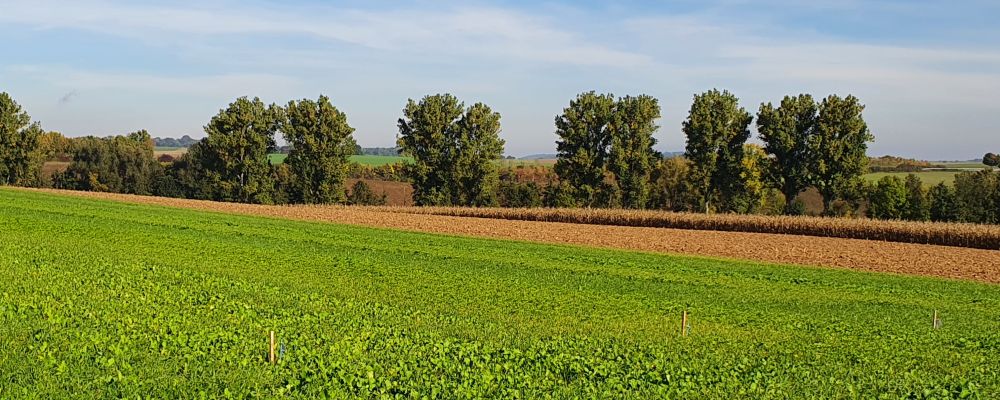 Feld mit Zwischenfruchtmischung nach Zuckerrübenanbau
