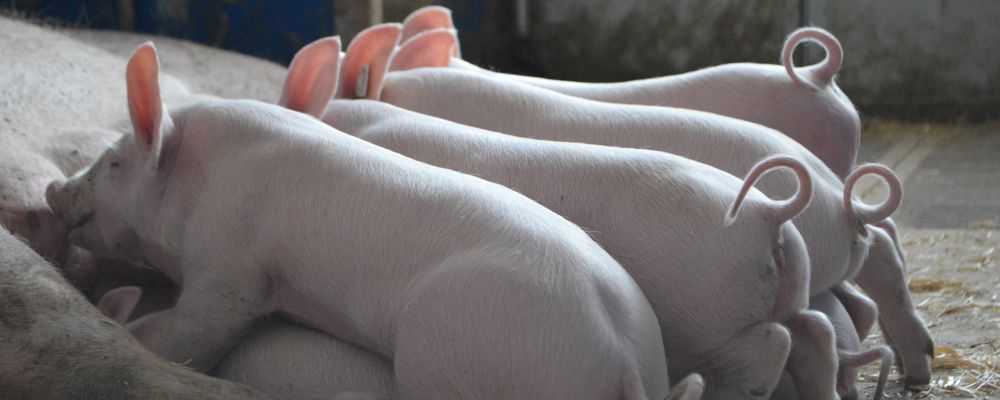 Vier Ferkel trinken an Zitzen