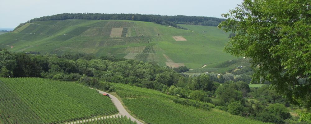 Landschaftsbild Weinberge