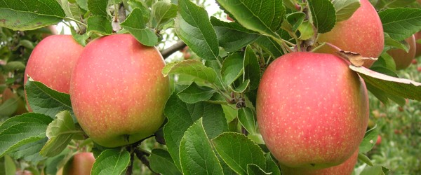 Erntereifer Apfel an einem Baum.
