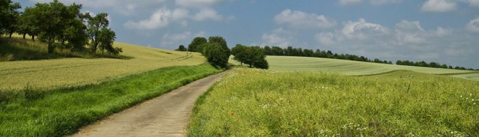 Feldweg, der zwischen landwirtschaftlich genutzten Feldern entlang führt.