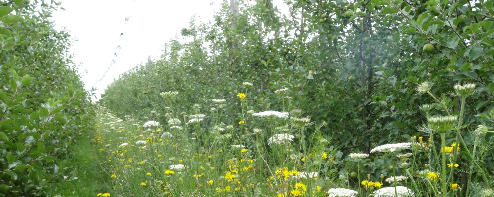 Blühstreifen in der Fahrgasse