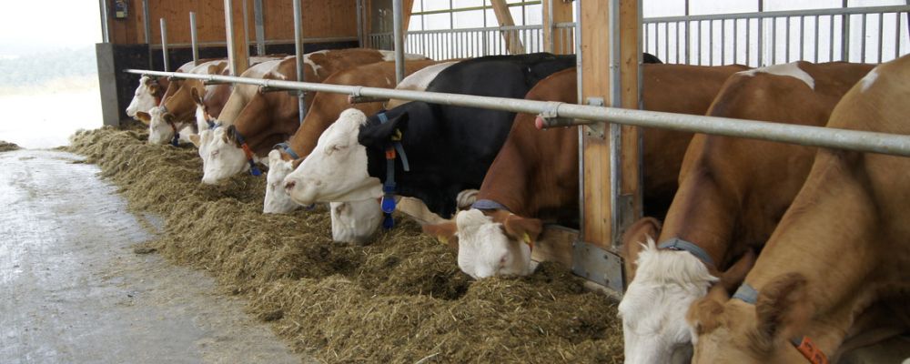 Kühe am Fressgitter