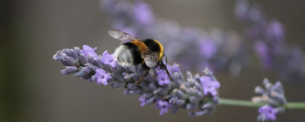 Hummel auf Blüte