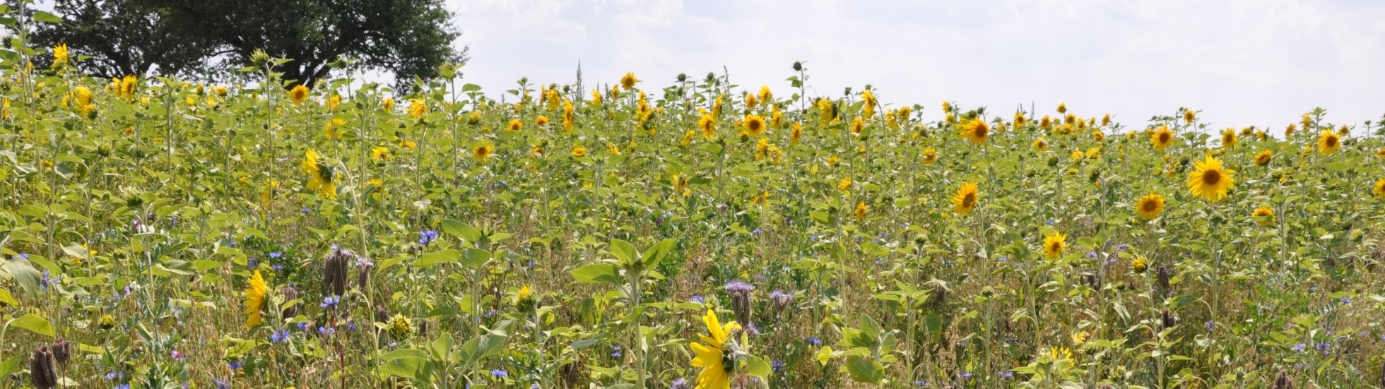 Blühmischung als Ausgleichsmaßnahme 