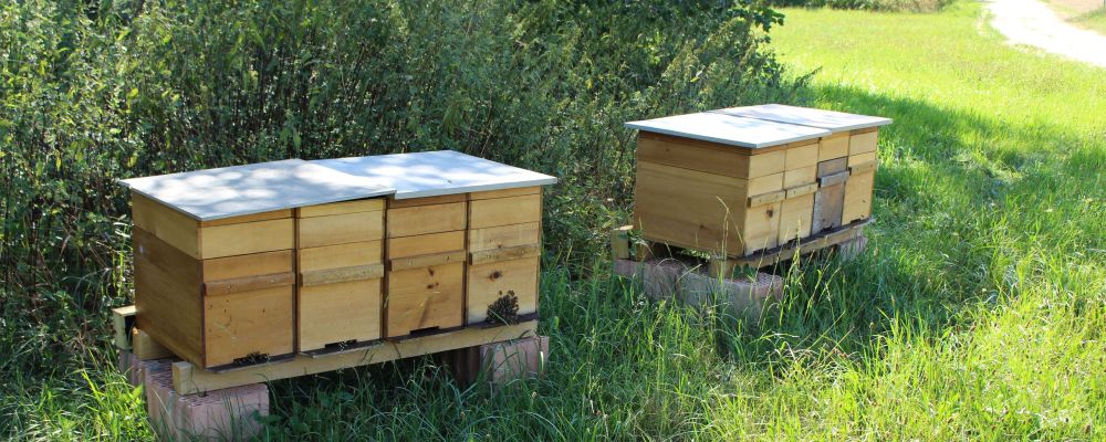 Mit dem Projekt soll erreicht werden, dass weniger Bienenvölker mit der Varroamilbe befallen werden. 