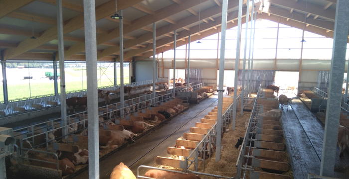 Blick in einen Milchviehstall