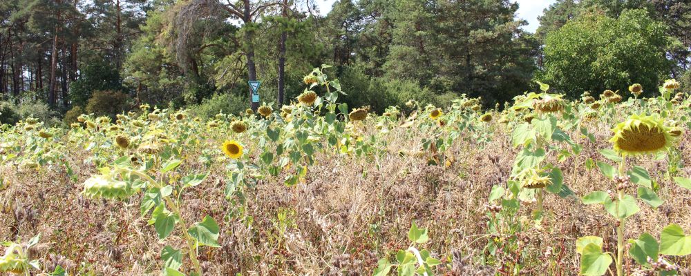 Blühfläche im Waldschatten