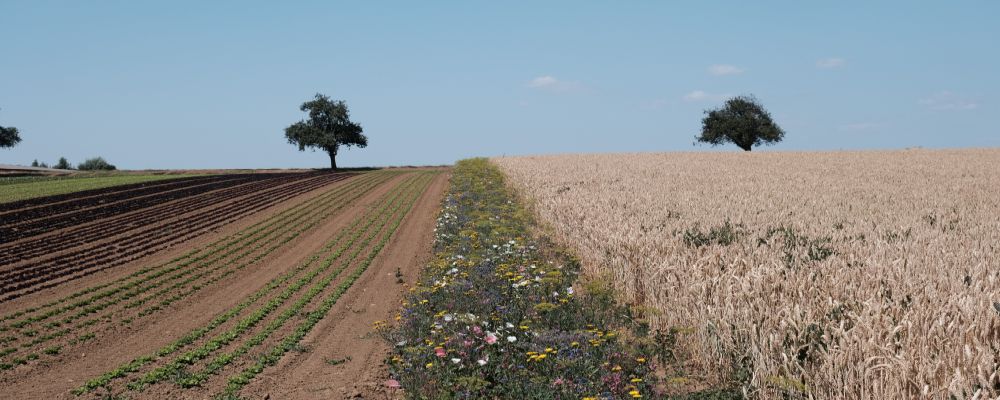 Ackerfläche mit Salat, Blühstreifen und Getreide