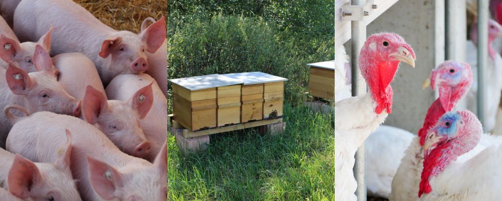 Fotocollage mit Tierarten: Ferkel, Bienen und Puten