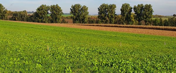 Feld mit Zwischenfruchtmischung nach Zuckerrübenanbau