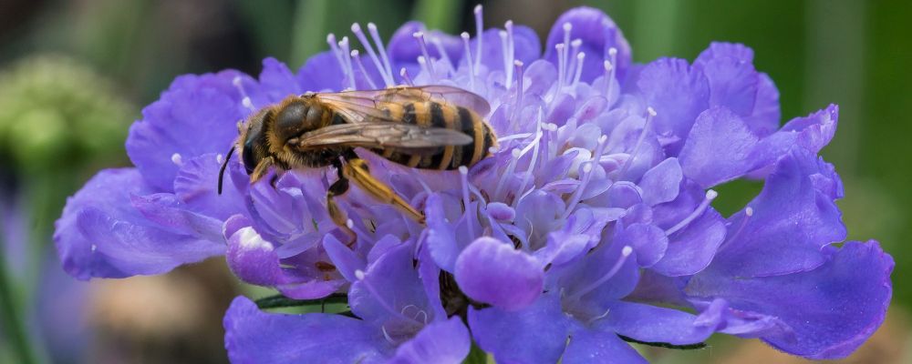 Gelbbindige Furchenbiene