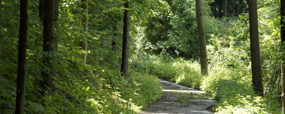Waldweg