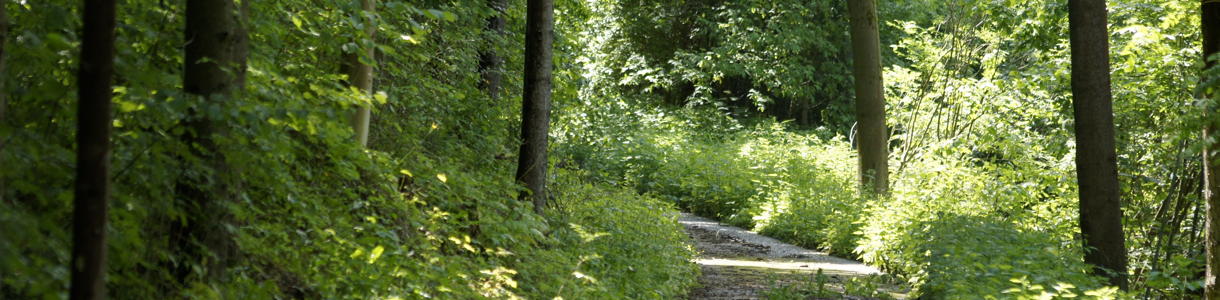 Waldweg Waldweg