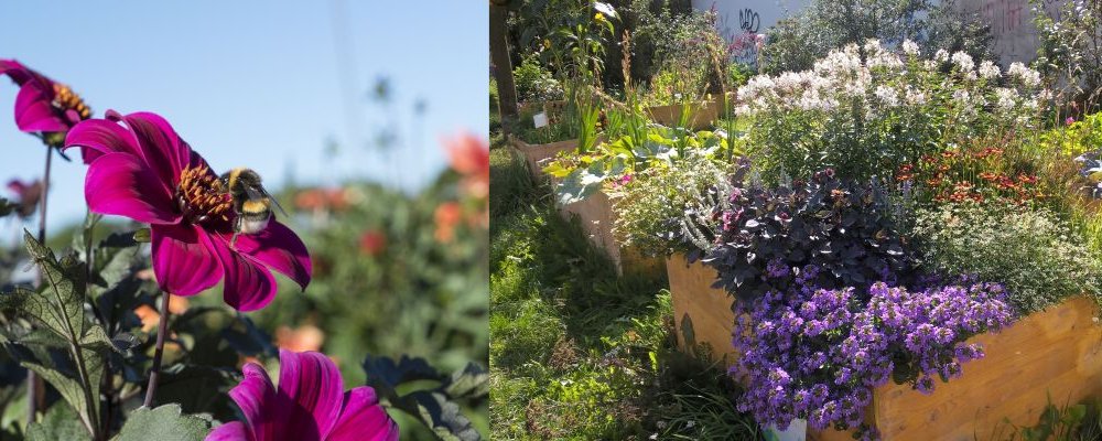 Erdhummel an einer Blüte und ein Hochbeet mit Blühpflanzen. 