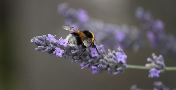 Hummel auf Lavendel Hummel auf Lavendel