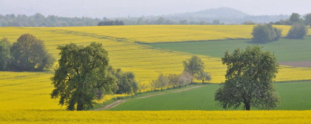 Rapsfeld in Blüte bei Bauschlott; Bild Cornelia Kästle